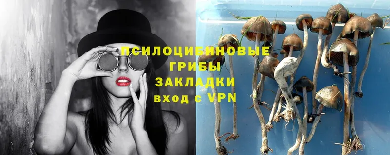 Галлюциногенные грибы Psilocybe  даркнет сайт  Козловка 